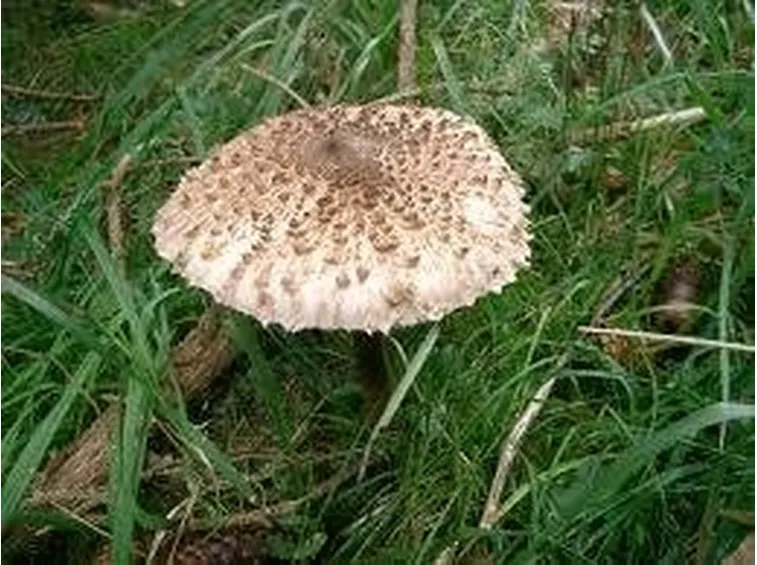 macrolepiotaprocera1