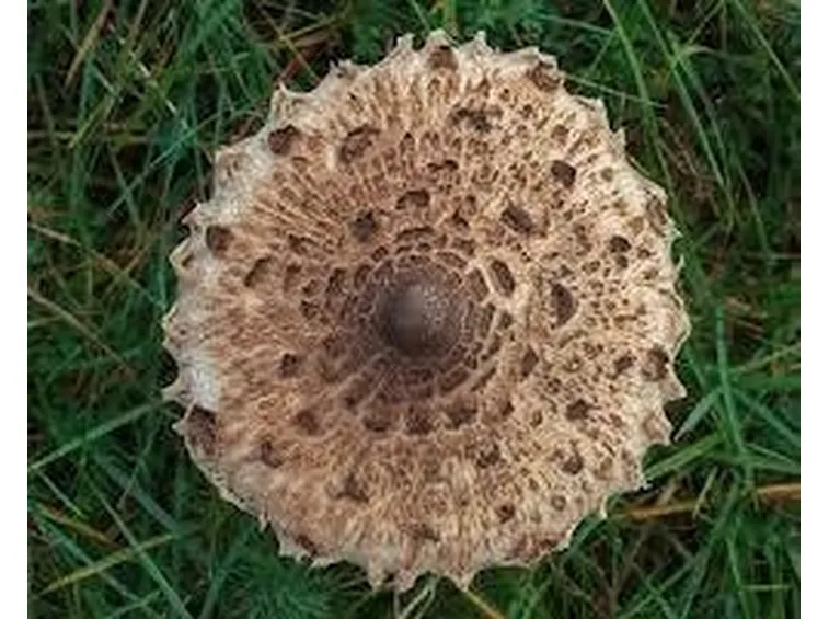 macrolepiotaprocera2