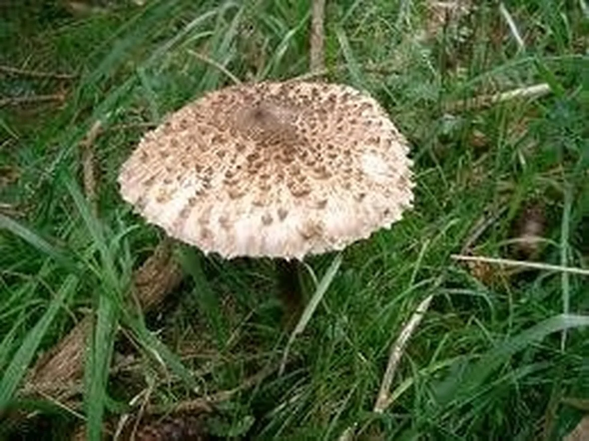 macrolepiotaprocera1