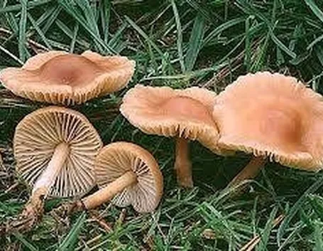 marasmiusoreades