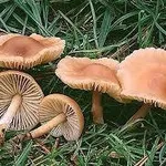marasmiusoreades