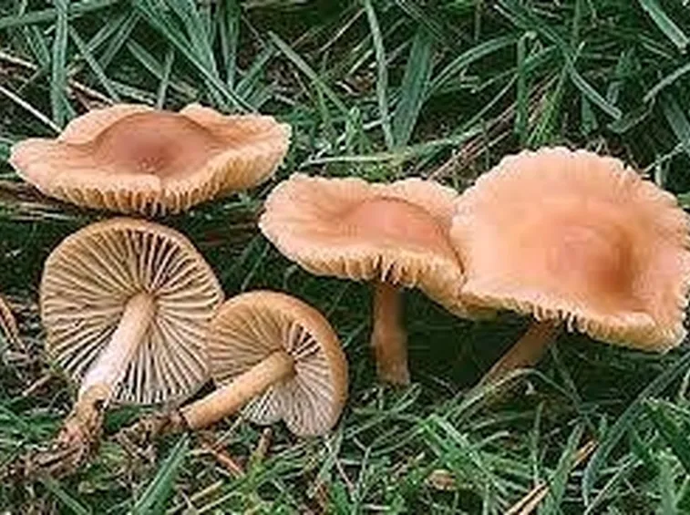 marasmiusoreades