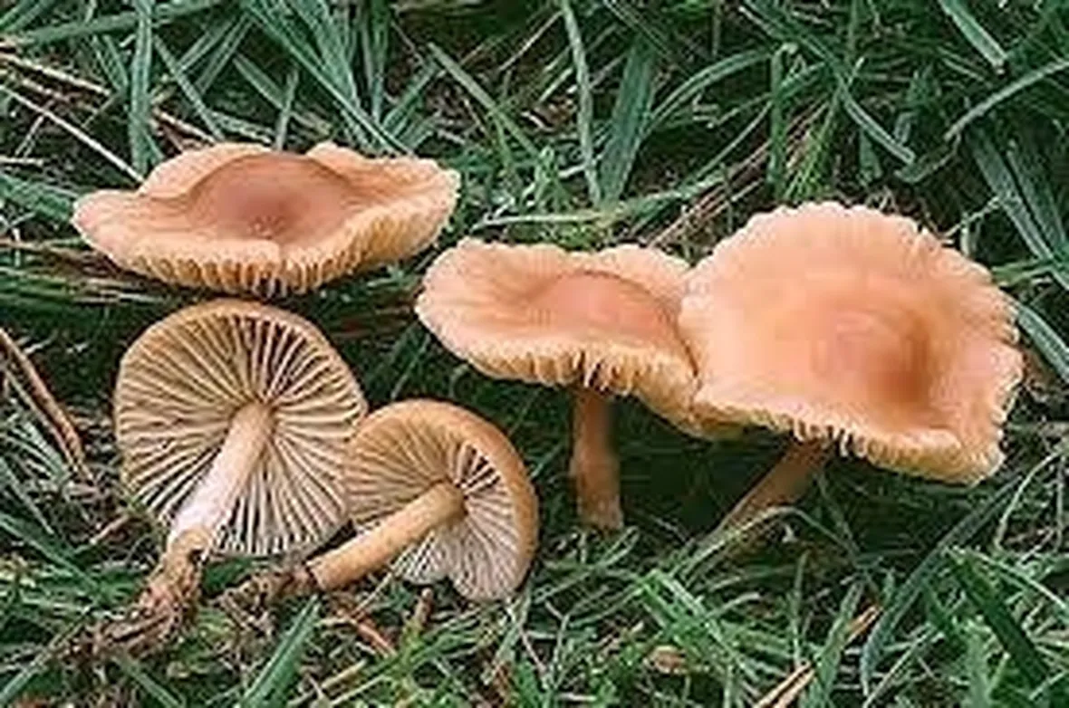 marasmiusoreades