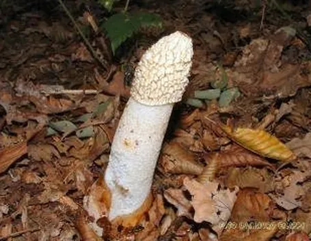Phallus_impudicus