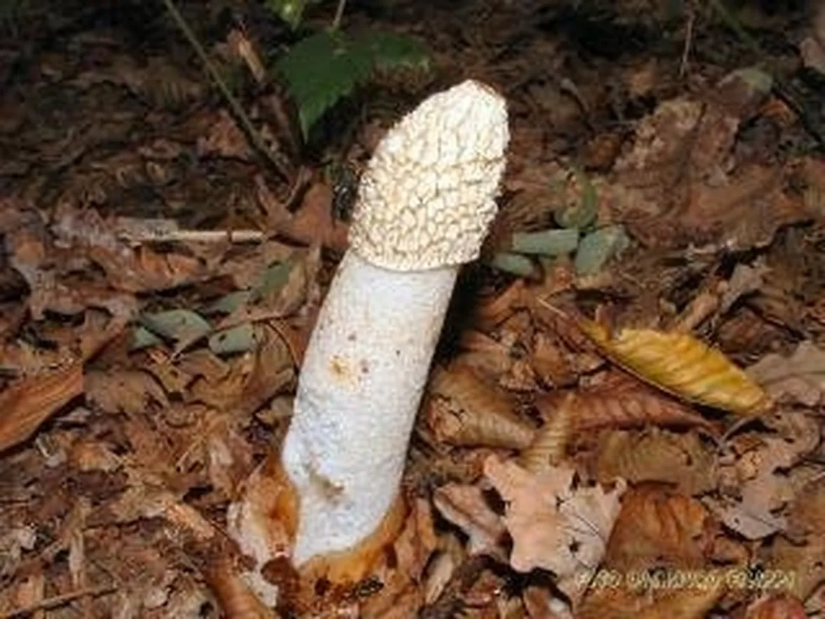 Phallus_impudicus