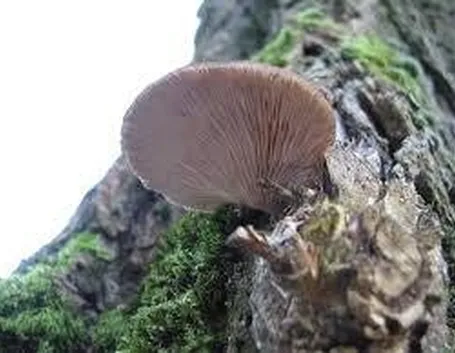 plerotusostreatus1