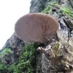 plerotusostreatus1