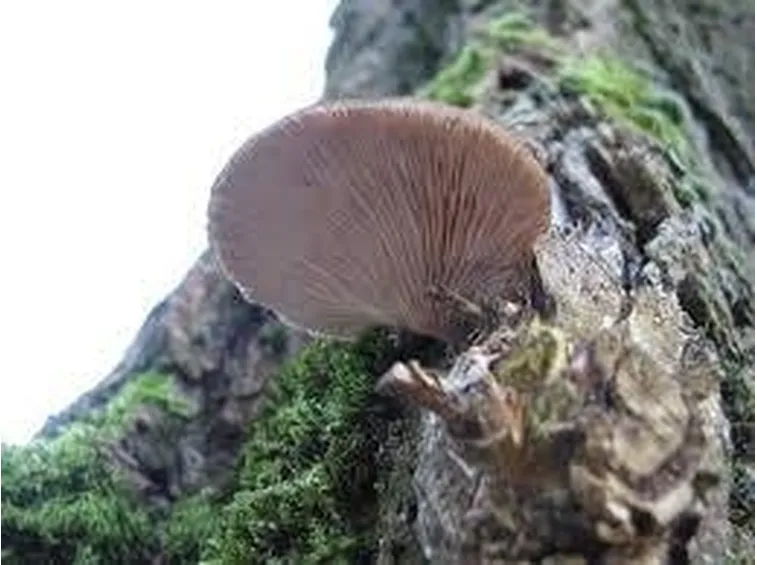 plerotusostreatus1
