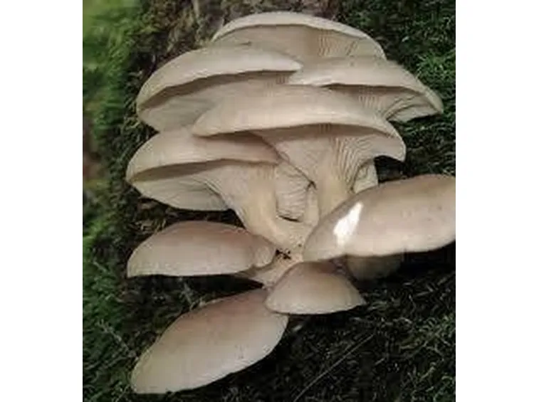 plerotusostreatus2