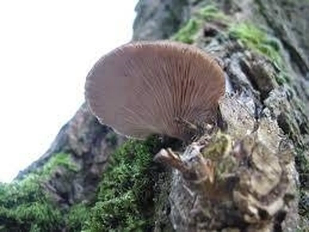 plerotusostreatus1