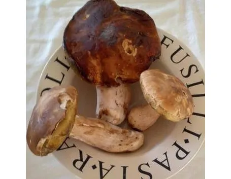porcini1