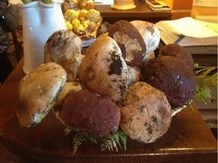 porcini2
