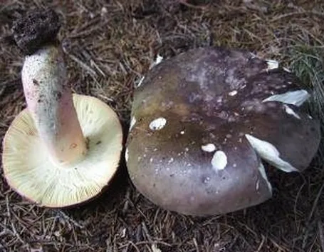 russulacyanoxantha2