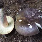 russulacyanoxantha2