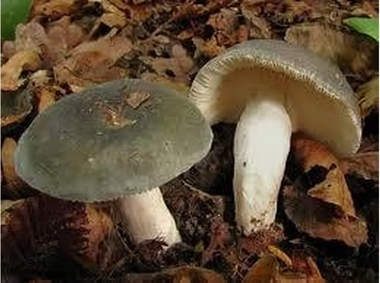 russulacyanoxantha1-1