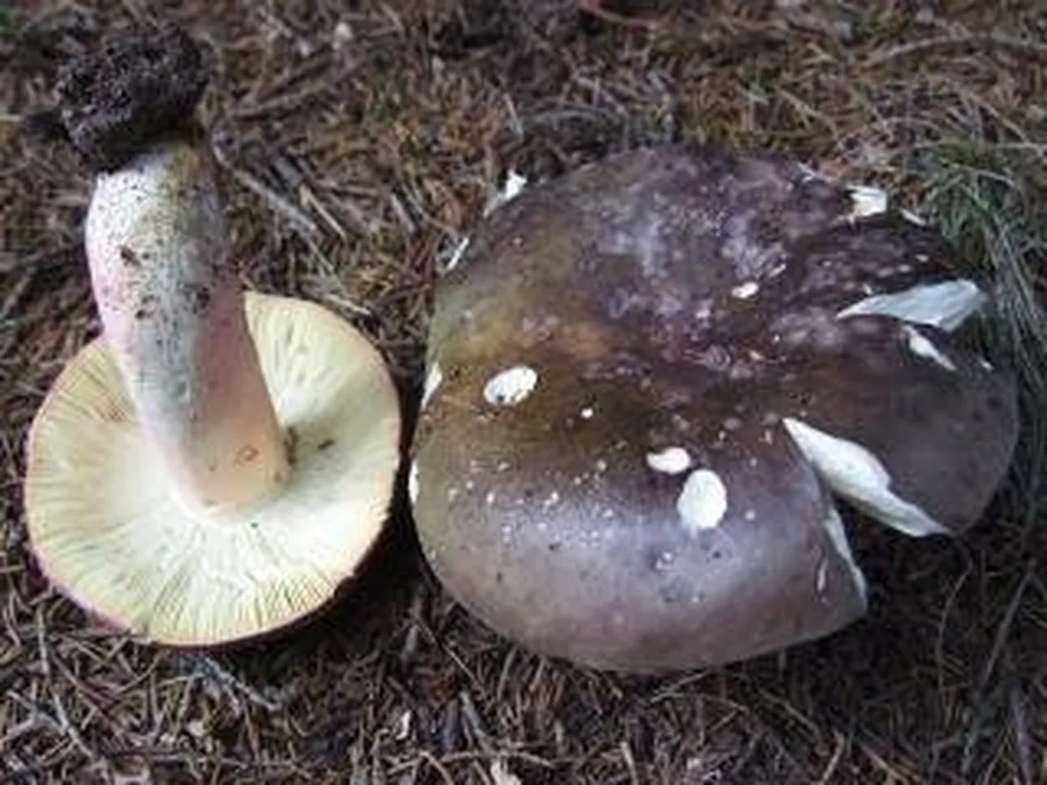 russulacyanoxantha2