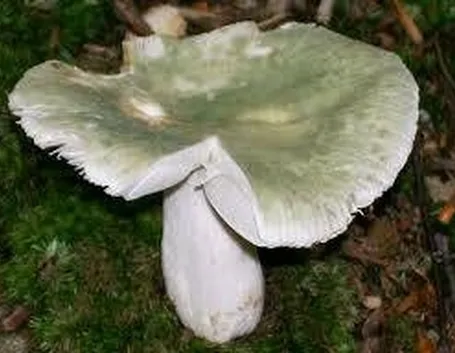russulavirescens