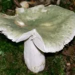 russulavirescens