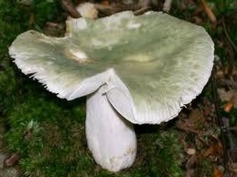 russulavirescens