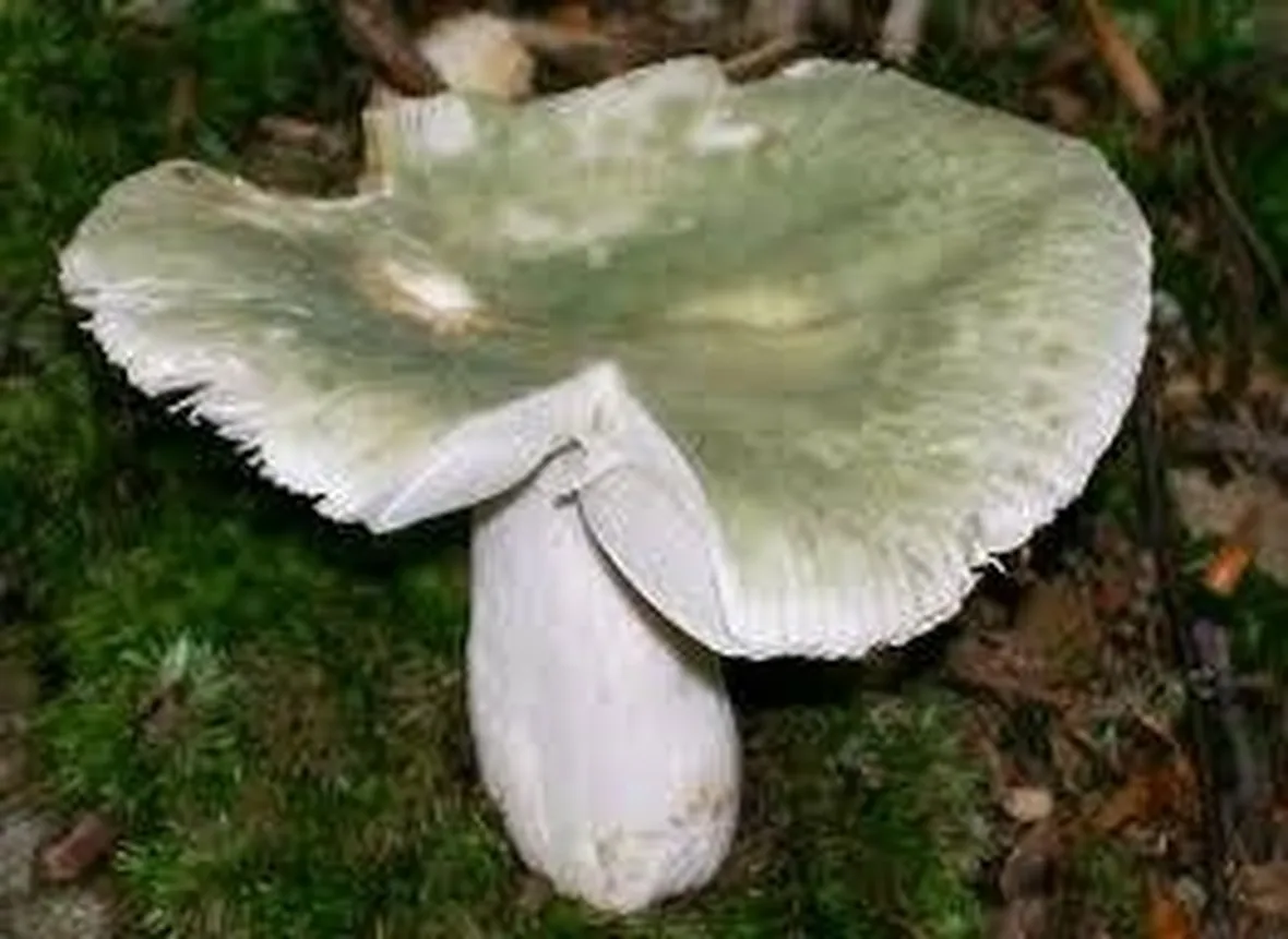 russulavirescens
