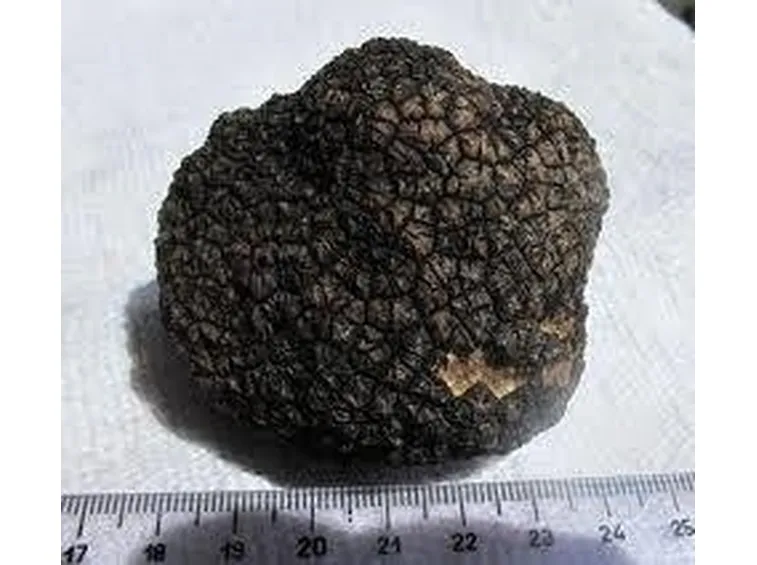 scorzone1-1