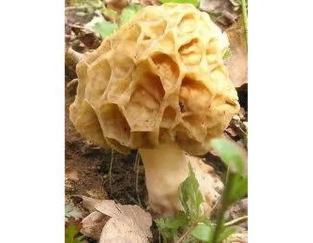 spugnola2