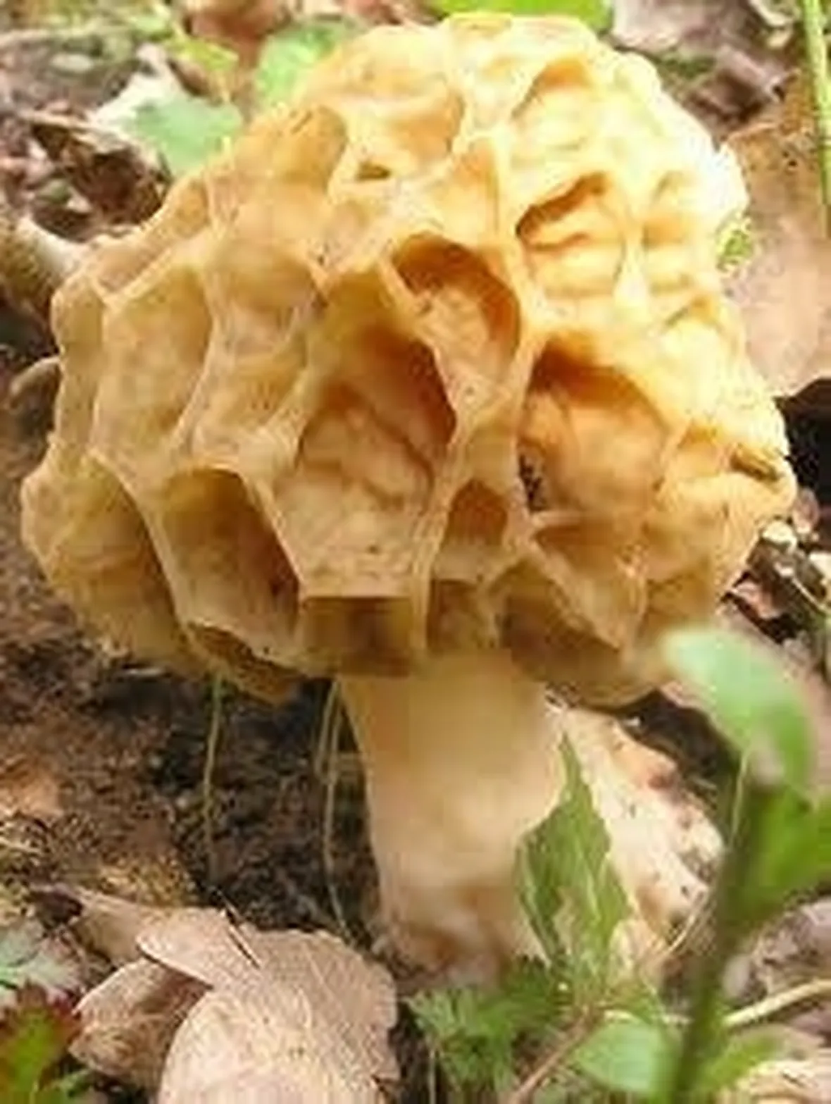 spugnola2