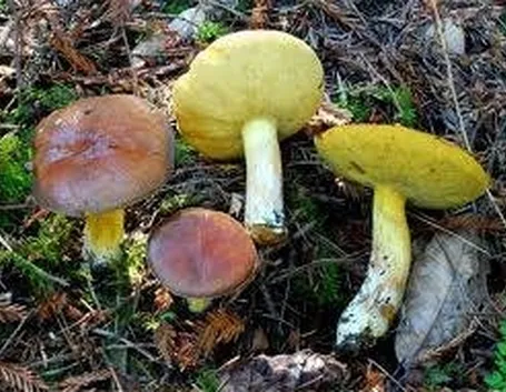 suillusgranulatus