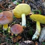 suillusgranulatus