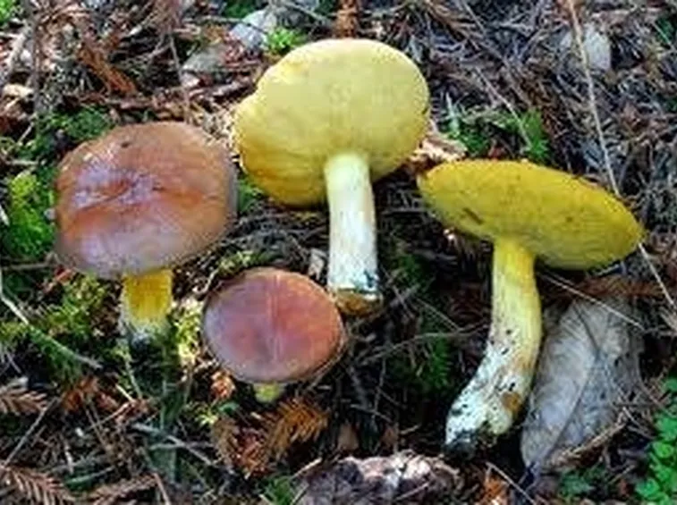 suillusgranulatus