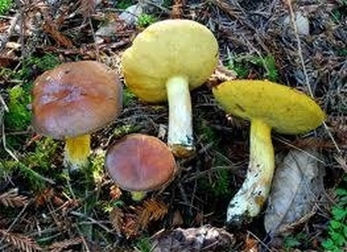 suillusgranulatus