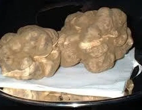 tartufobianco1