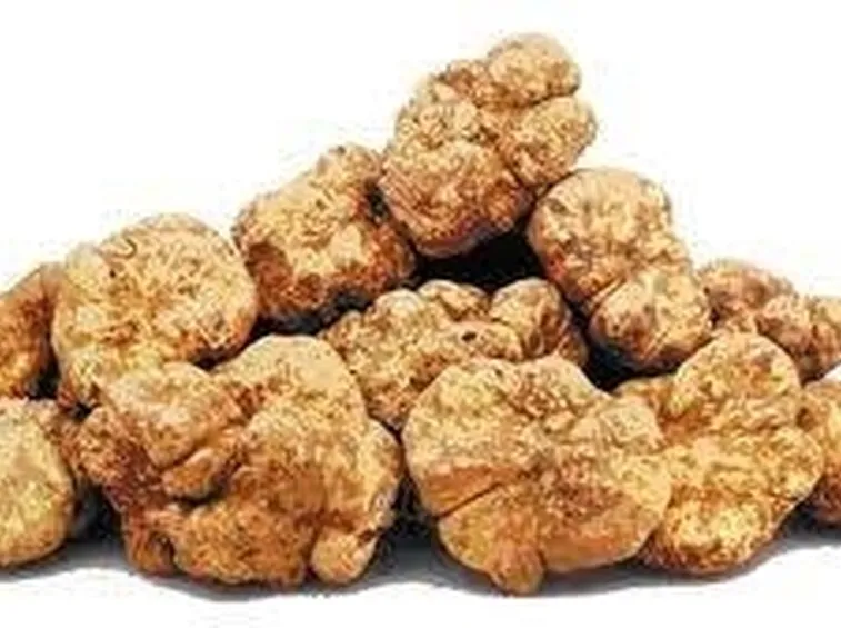 tartufobianco2