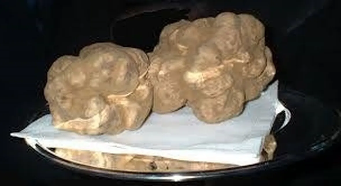 tartufobianco1