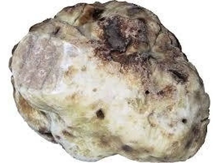 tartufoalba2