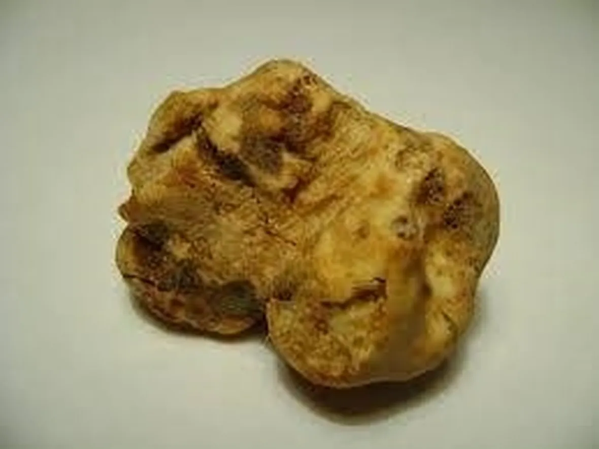 tartufodalba