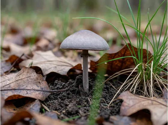 tricholomaterreum1