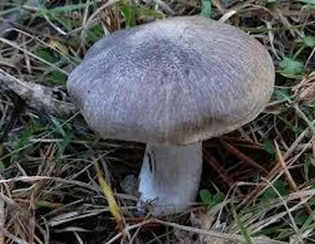 tricholomaterreum1