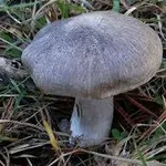 tricholomaterreum1