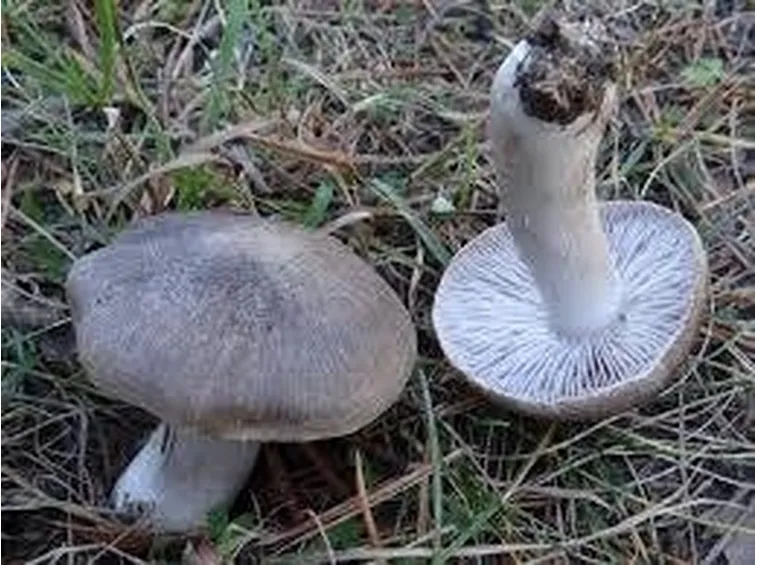 tricholomaterreum2