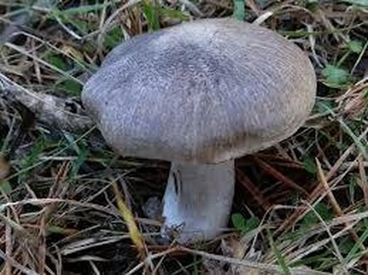 tricholomaterreum1