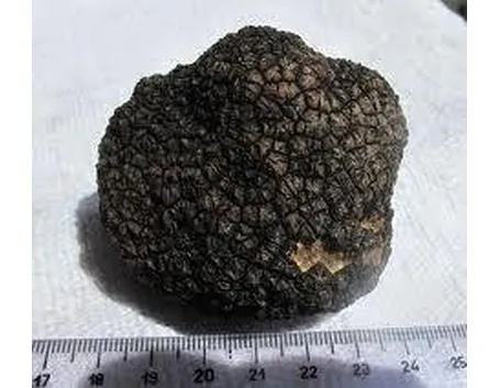 tuberaestivum2