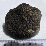 tuberaestivum2