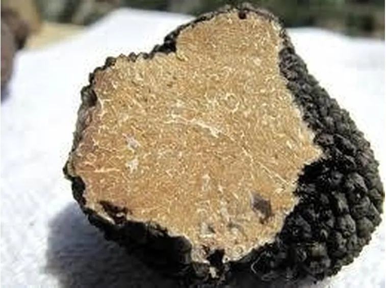 tuberaestivum1