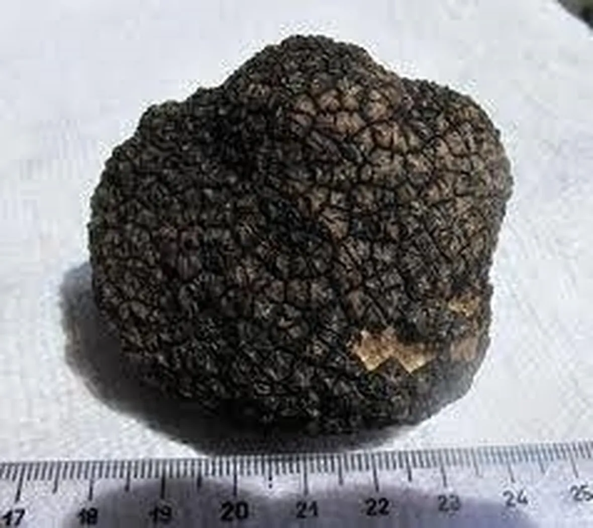 tuberaestivum2