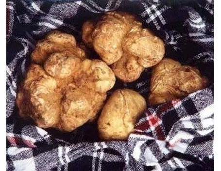 tubermagnatum