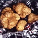 tubermagnatum