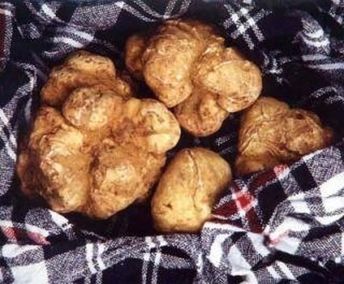 tubermagnatum