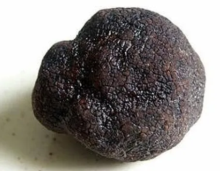 tubermelanosporum1