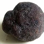 tubermelanosporum1